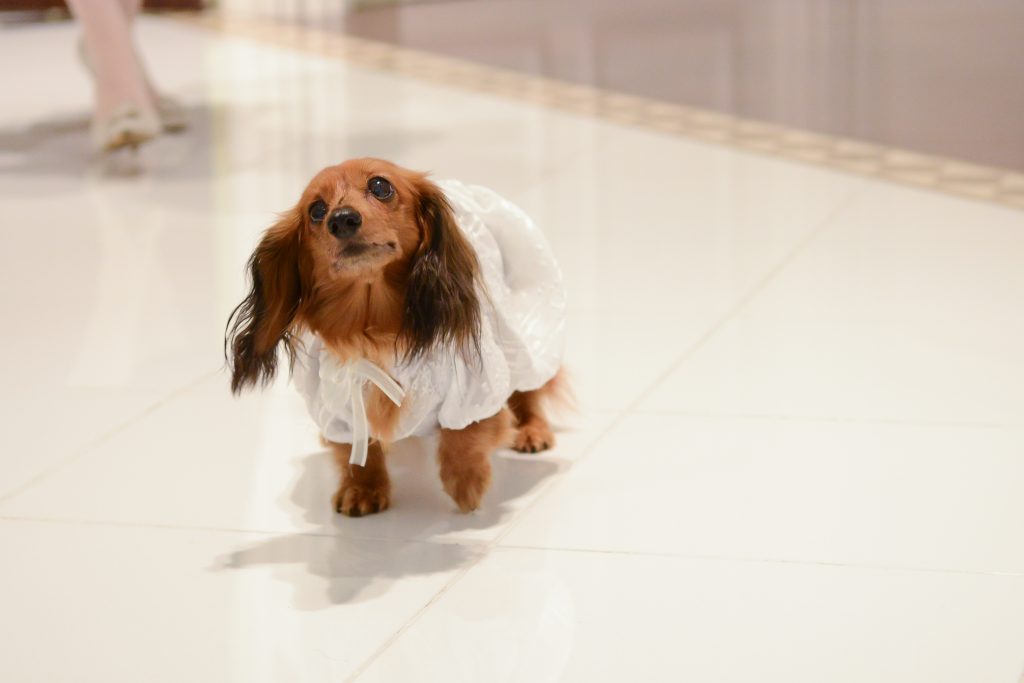 大切な愛犬と一緒にウエディング アヴァンセ リアン 東京